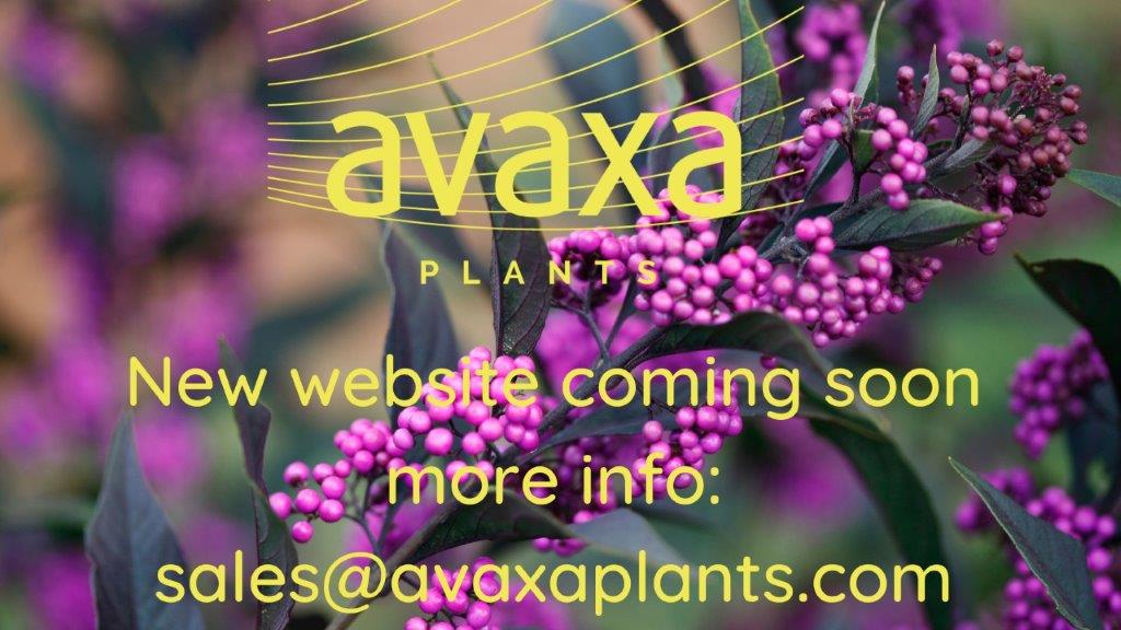 Avaxa plants